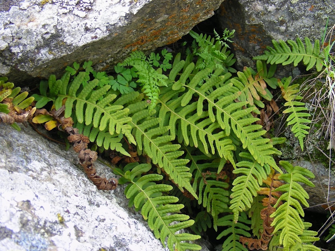 Изображение особи Polypodium vulgare.