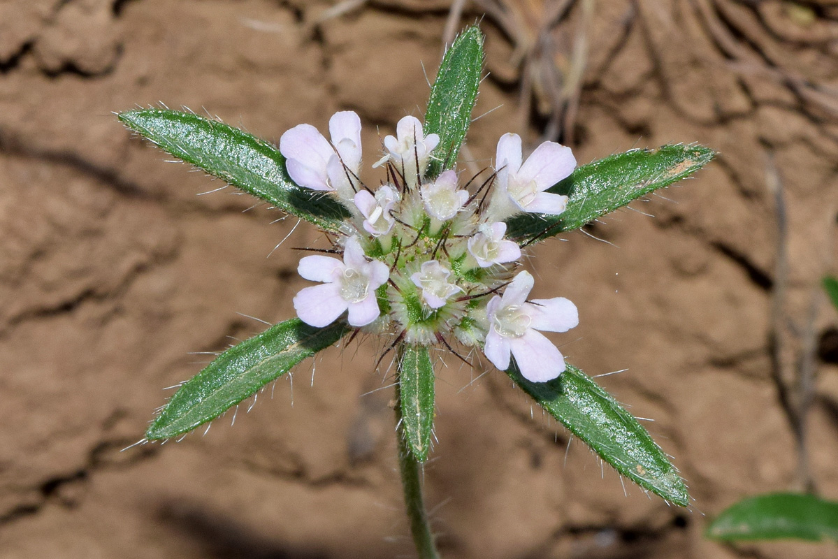 Image of Lomelosia micrantha specimen.