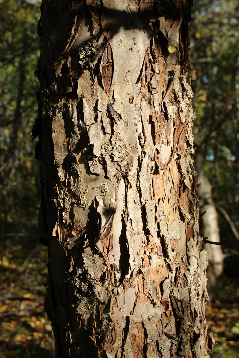 Image of Malus domestica specimen.