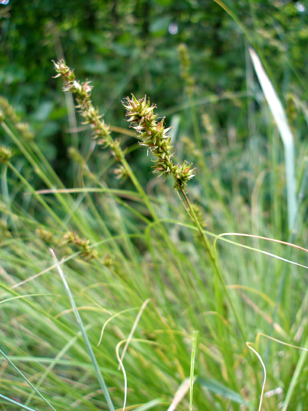 Image of Carex spicata specimen.