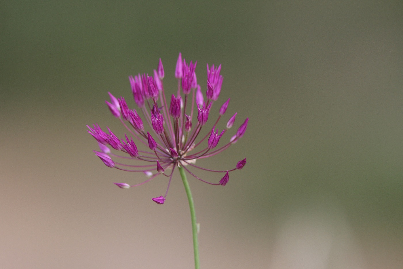 Изображение особи Allium longiradiatum.