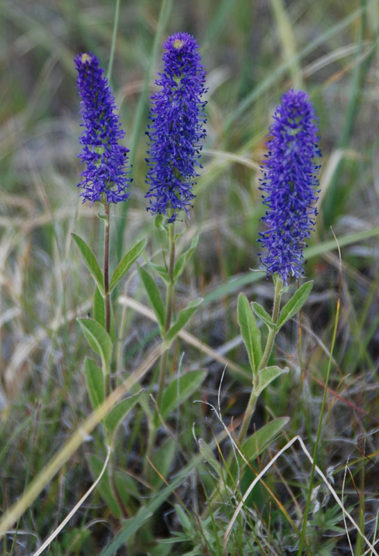 Изображение особи Veronica porphyriana.