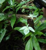 семейство Acanthaceae. Соцветие и листья. Шри-Ланка, окр. г. Матара, нац. парк \"Синхараджа\", дождевой лес, у тропы. 04.12.2022.