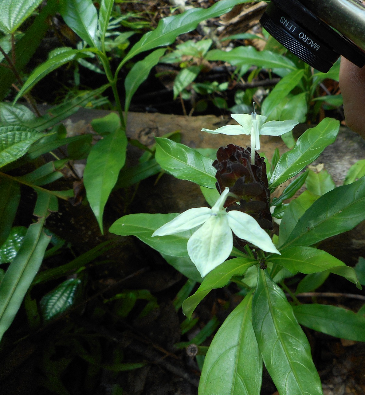 Изображение особи семейство Acanthaceae.