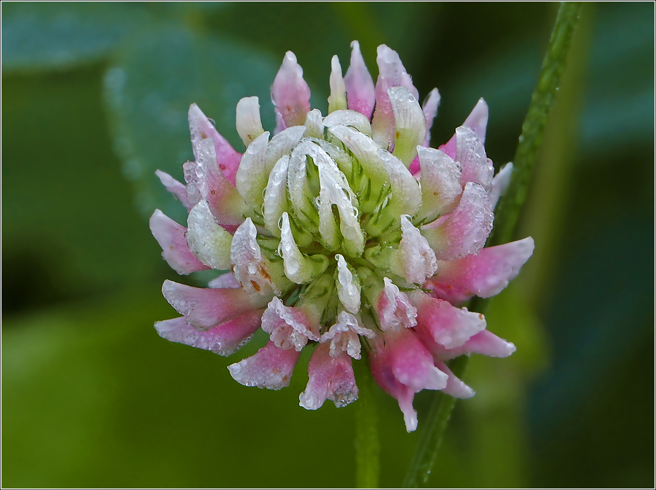 Image of Trifolium hybridum specimen.
