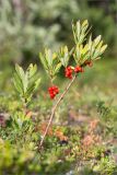 Daphne mezereum. Верхушка плодоносящего растения. Кольский п-ов, Кандалакшский берег Белого моря, олуговелая воронично-кустарничковая тундра. 19.07.2021.