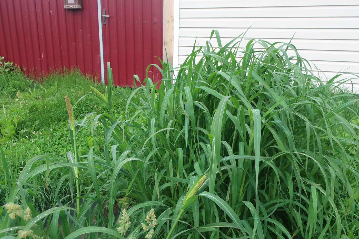 Image of genus Echinochloa specimen.