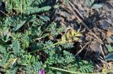 genus Oxytropis