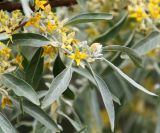 Elaeagnus angustifolia. Верхушка побега с цветками. Краснодарский край, м/о Анапа, пос. Витязево, ул. Скифская, зарастающая низина у подножия дюны. 29.05.2021.