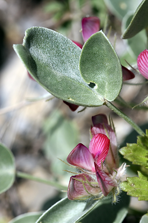 Изображение особи Hedysarum acutifolium.