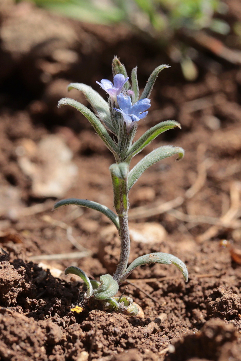 Изображение особи Buglossoides incrassata.