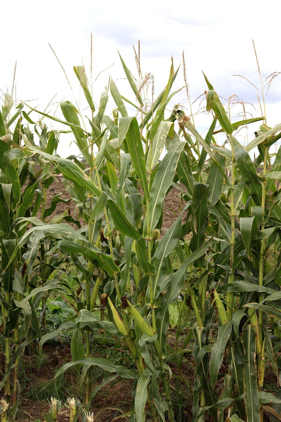 Image of Zea mays specimen.