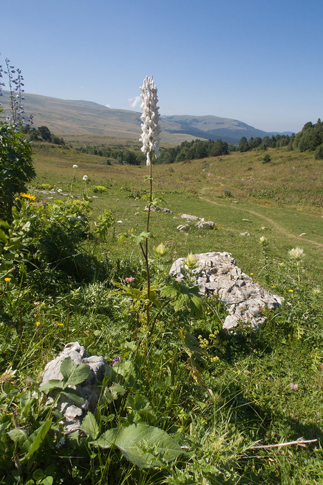 Image of Aconitum orientale specimen.