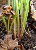 Gagea lutea