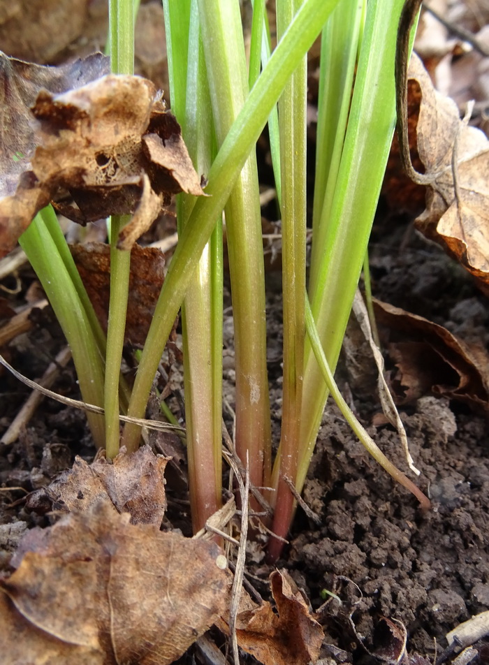 Image of Gagea lutea specimen.