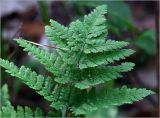 Dryopteris carthusiana. Часть вайи. Московская обл., Раменский р-н, окр. ж.-д. платформы Хрипань, смешанный лес у ЛЭП (просека). 01.06.2023.