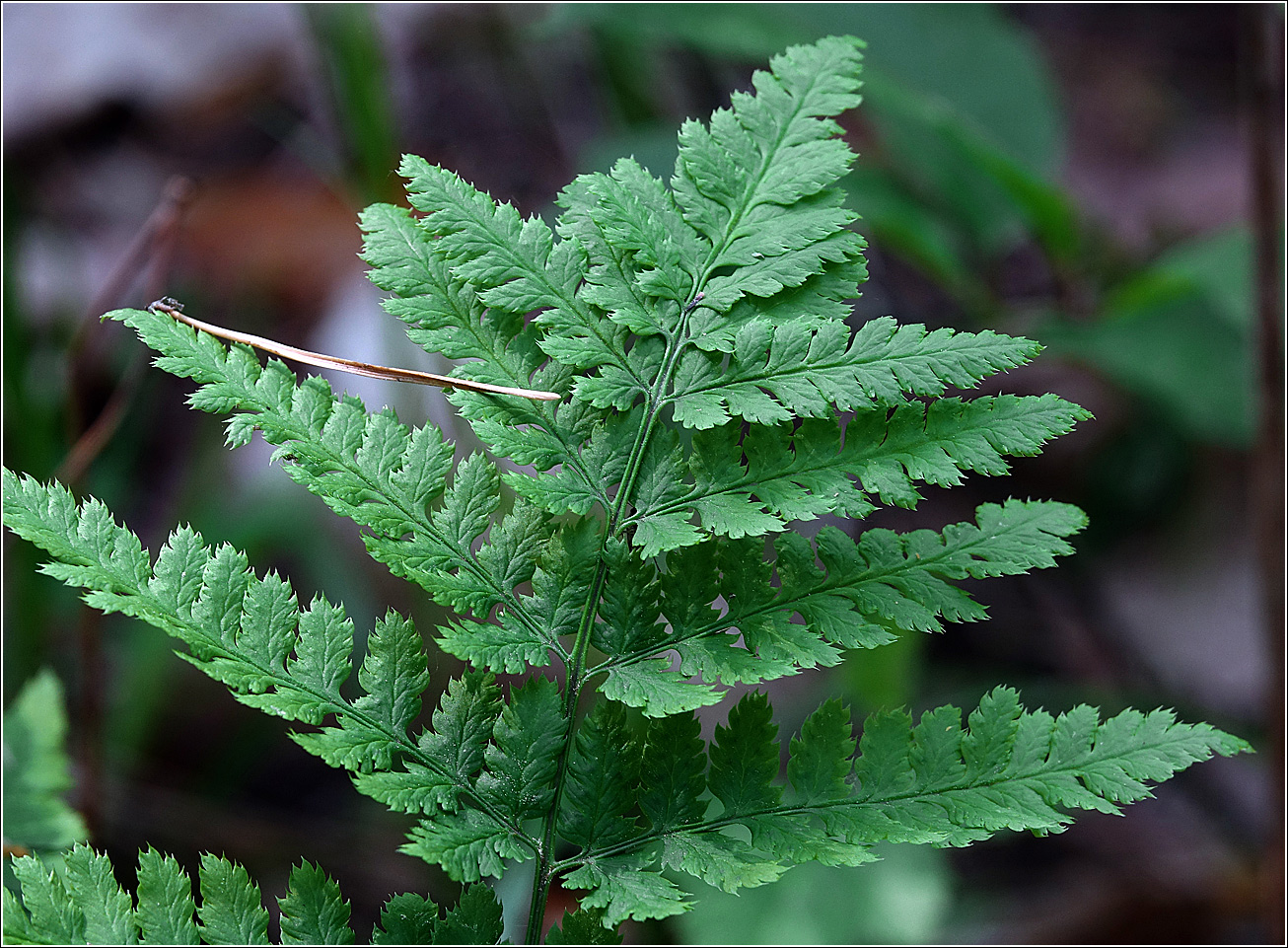 Изображение особи Dryopteris carthusiana.