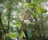 genus Prunus