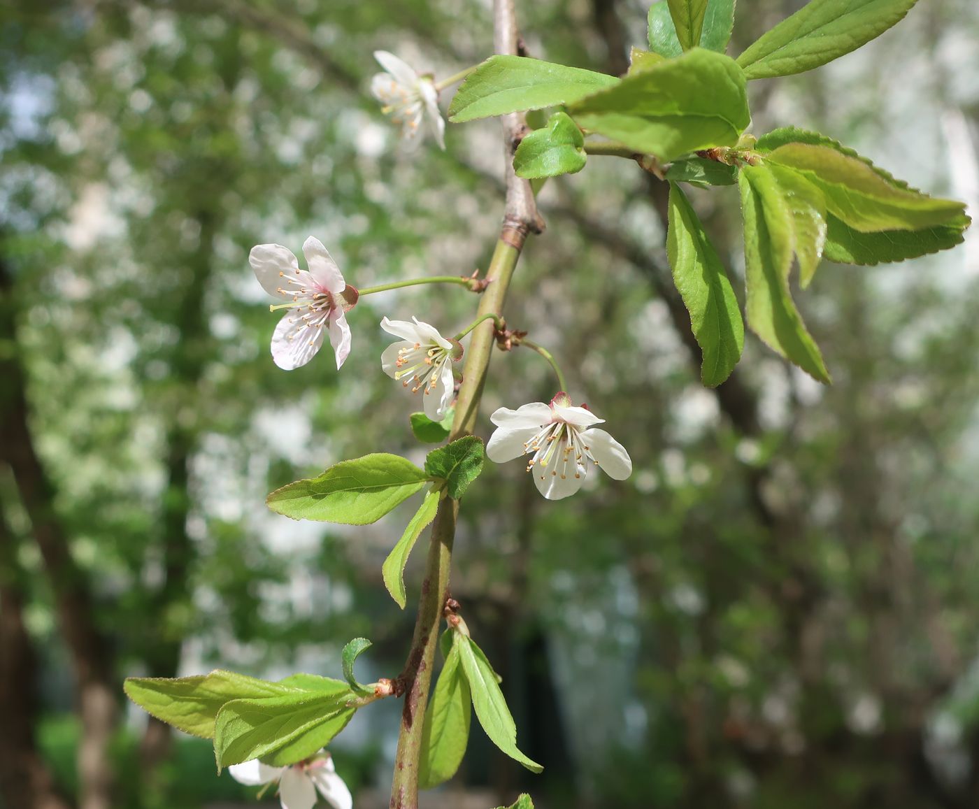 Изображение особи род Prunus.