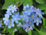 Myosotis sylvatica