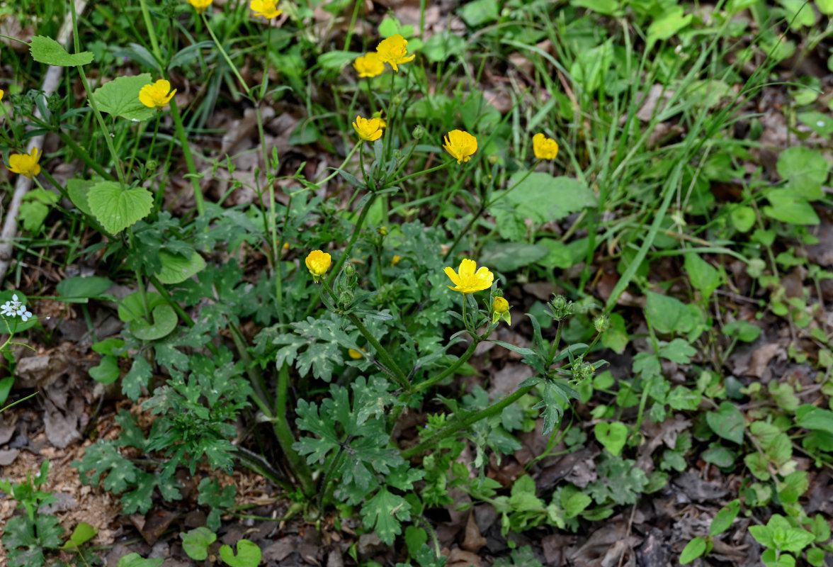 Image of Ranunculus villosus specimen.