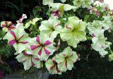 Petunia × atkinsiana. Верхушки цветущих растений. Москва, Новогиреево, ул. Кусковская, в культуре. 10.08.2016.