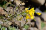 Draba hispida. Соцветие и часть соплодия. Краснодарский край, Адлерский р-н, хр. Аибга, 2290 м н.у.м., обочина горнолыжной трассы. 29.07.2023.