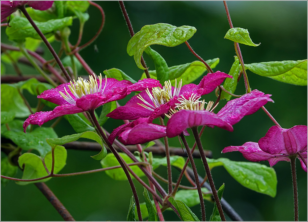 Изображение особи Clematis &times; jackmanii.