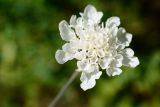 Scabiosa sosnowskyi