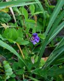 Lathyrus japonicus