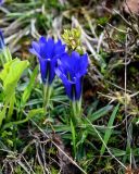 Gentiana grandiflora. Цветущие растения. Хакасия, Орджоникидзевский р-н, берег оз. Ивановское, ≈ 1000 м н.у.м., луговой склон. 08.06.2022.