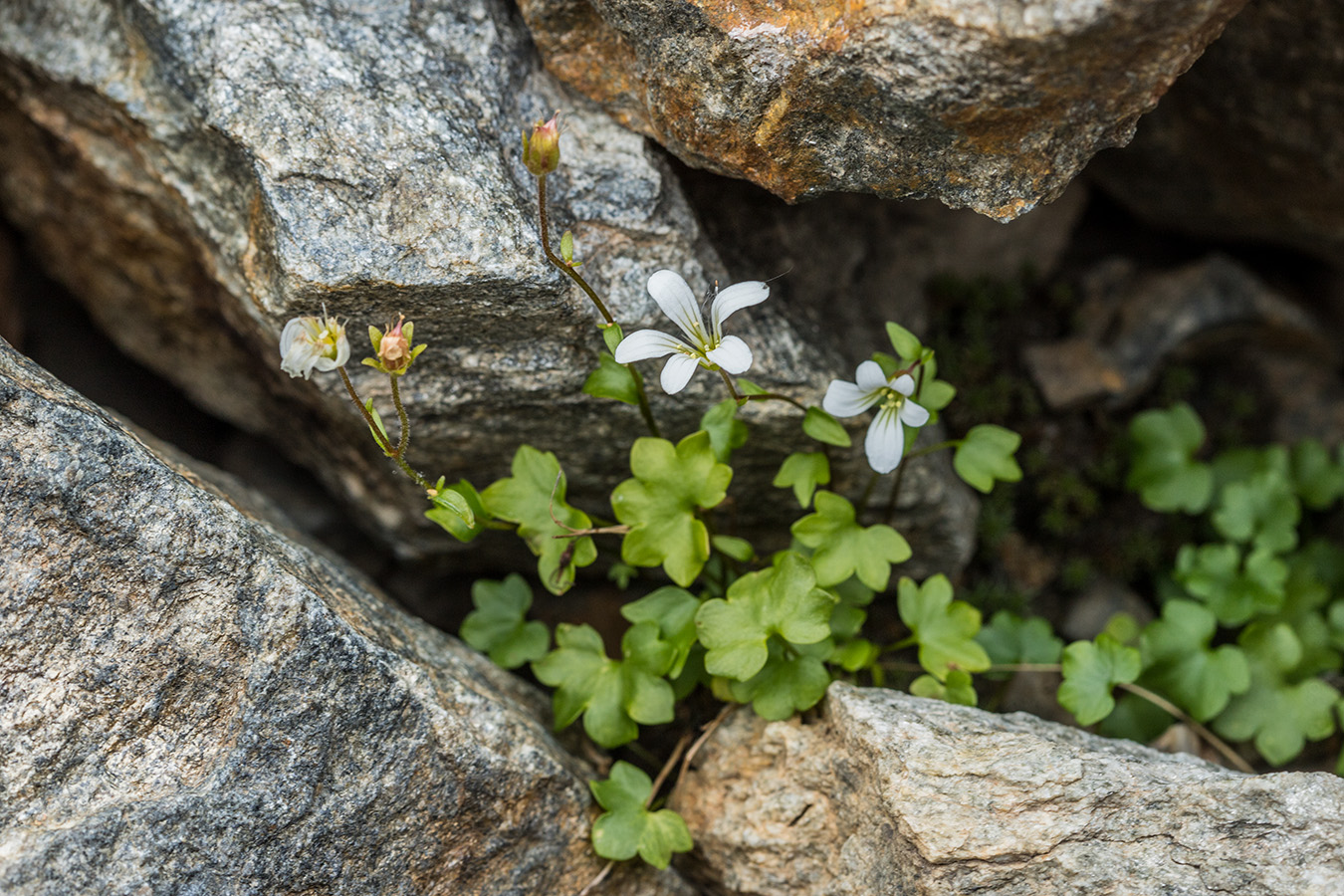 Изображение особи Saxifraga sibirica.