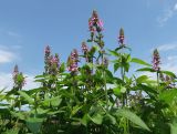 Stachys palustris