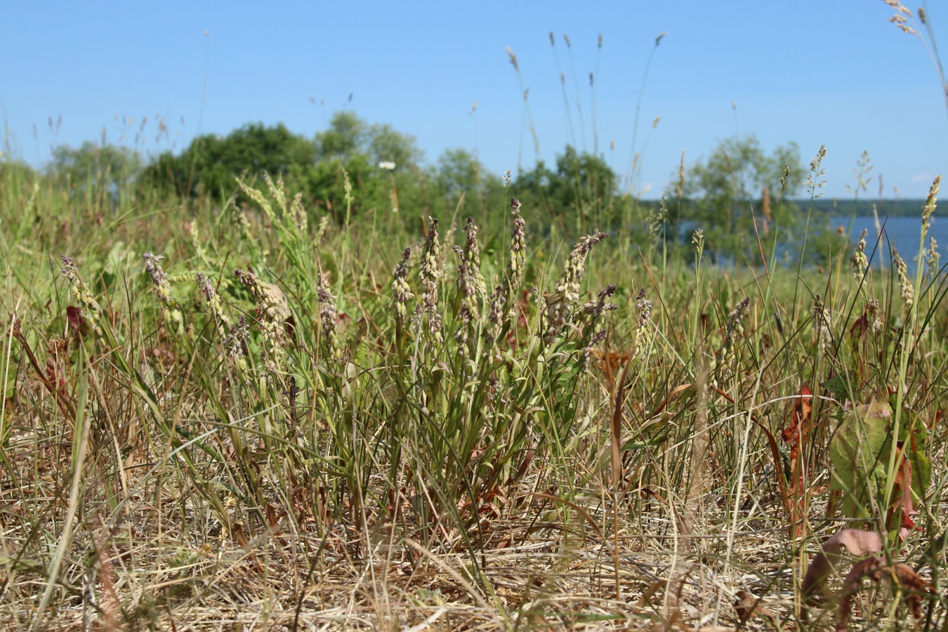 Image of Polygala comosa specimen.