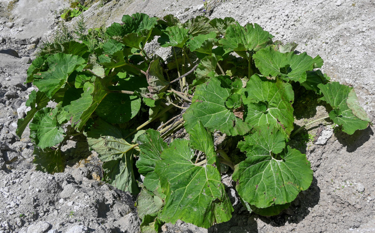 Изображение особи Petasites amplus.