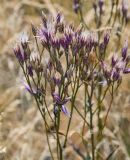 Jurinea multiflora