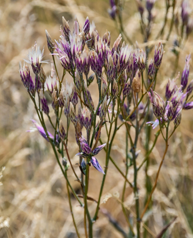 Image of Jurinea multiflora specimen.