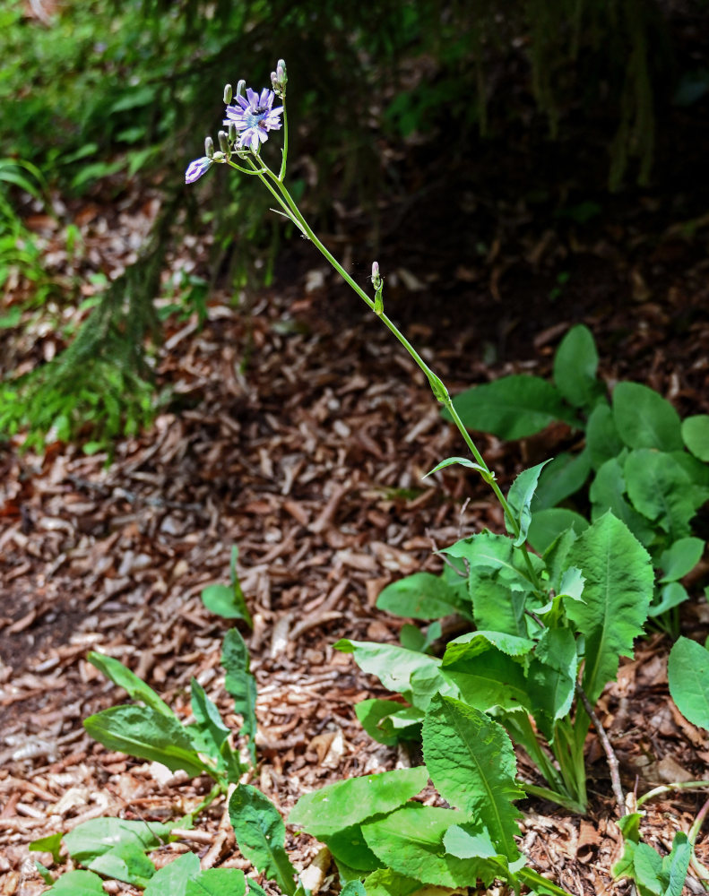 Image of Cicerbita racemosa specimen.