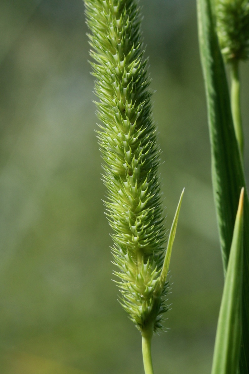 Image of Phleum pratense specimen.