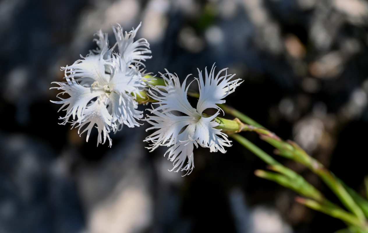 Изображение особи Dianthus hoeltzeri.