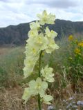 Delphinium semibarbatum. Соцветие. Узбекистан, Джизакская обл., хр. Нуратау, Нуратинский заповедник, ур. Хаятсай, около 1500 м н.у.м., мелкоземистый склон, среди разнотравно-злаковой растительности. 25.06.2012.