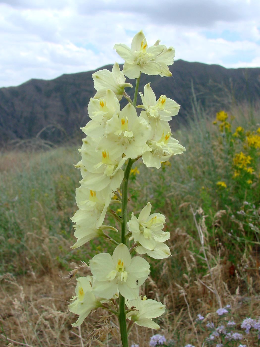 Image of Delphinium semibarbatum specimen.