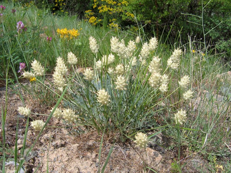 Изображение особи Astragalus nobilis.