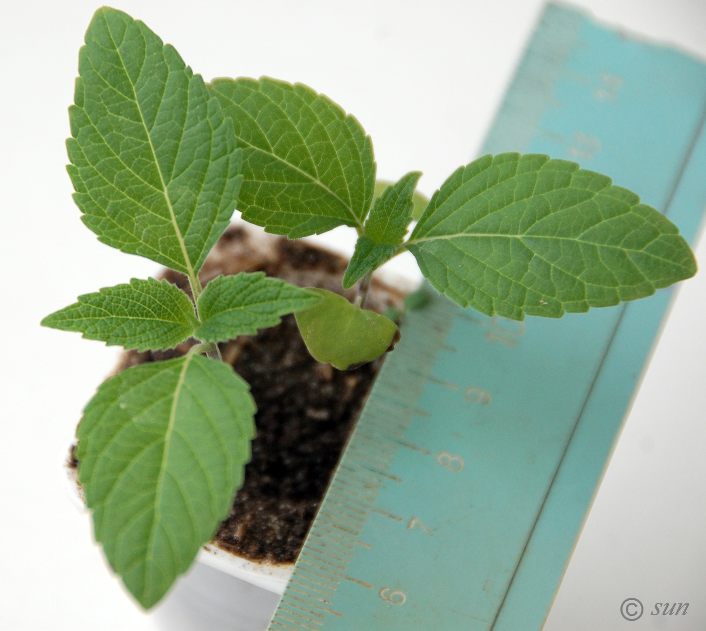 Image of Salvia hispanica specimen.