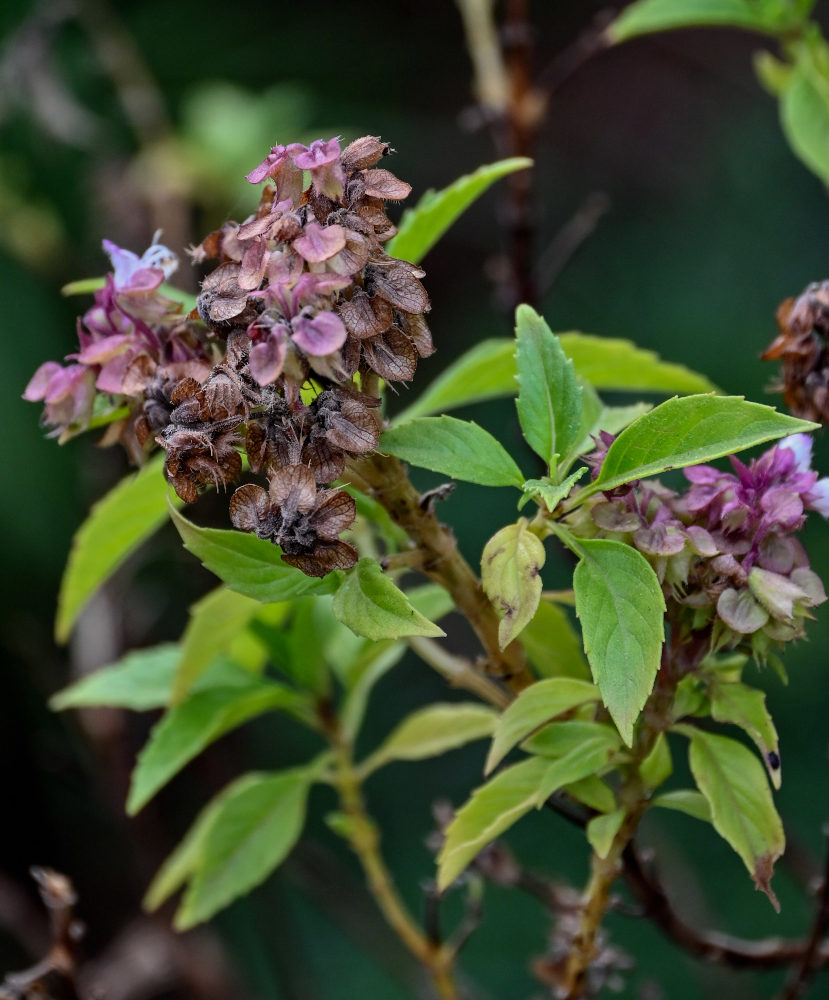 Изображение особи Ocimum basilicum.