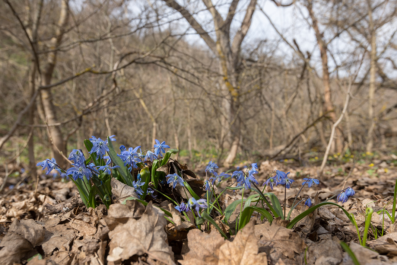 Изображение особи Scilla siberica.