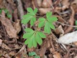 Corydalis caucasica. Лист. Краснодарский край, Крымский р-н, окр. станицы Неберджаевская, ур. Темрючки, дубово-грабовый лес. 16.03.2024.