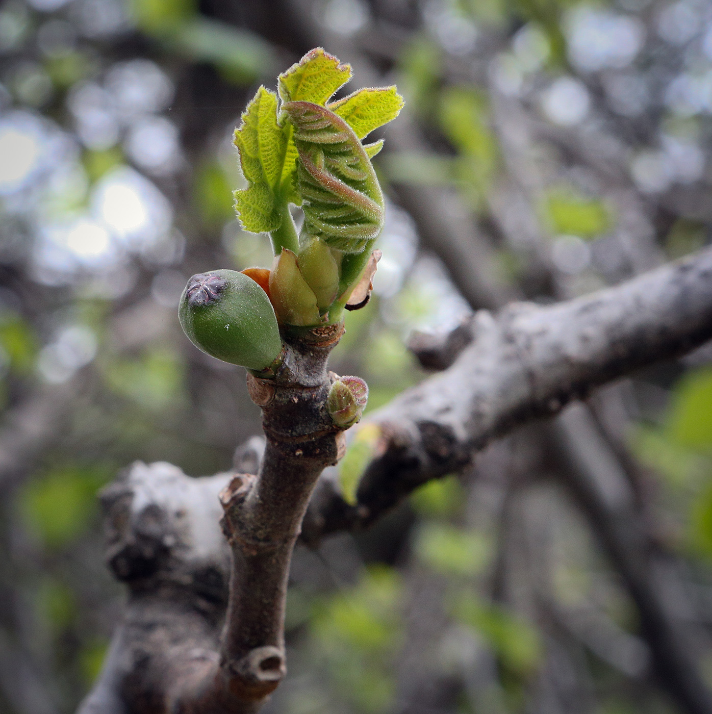 Изображение особи Ficus carica.