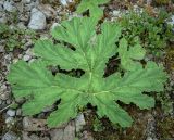 genus Heracleum