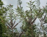 род Callistemon. Верхушка плодоносящей веточки. Абхазия, Гагрский р-н, с. Лдзаа, частный сад. 13.04.2024.